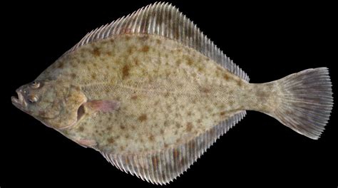 Flounder Fish [ TAMPAL PUKE Local name ] .